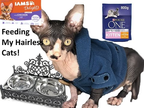 What I Feed My Hairless Cats!