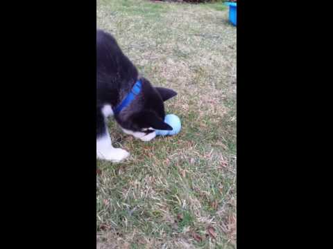 Siberian husky puppy loves his new Kong toy