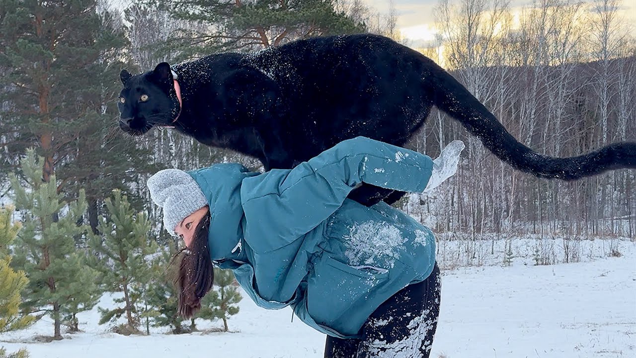 Circus with Luna the Panther 🎪(ENG SUB)