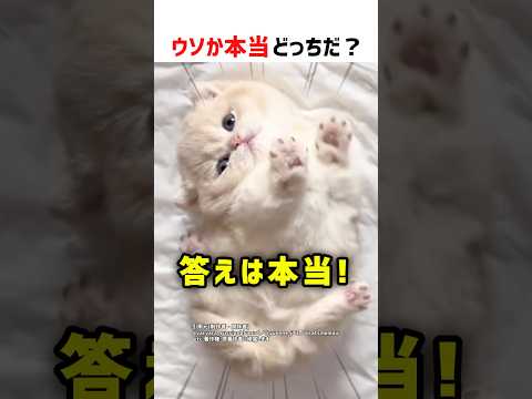 【何問正解できる？】ウソか本当どっちだ！？ part90 #ショート #クイズ #shorts #猫 #かわいい #cat #funny