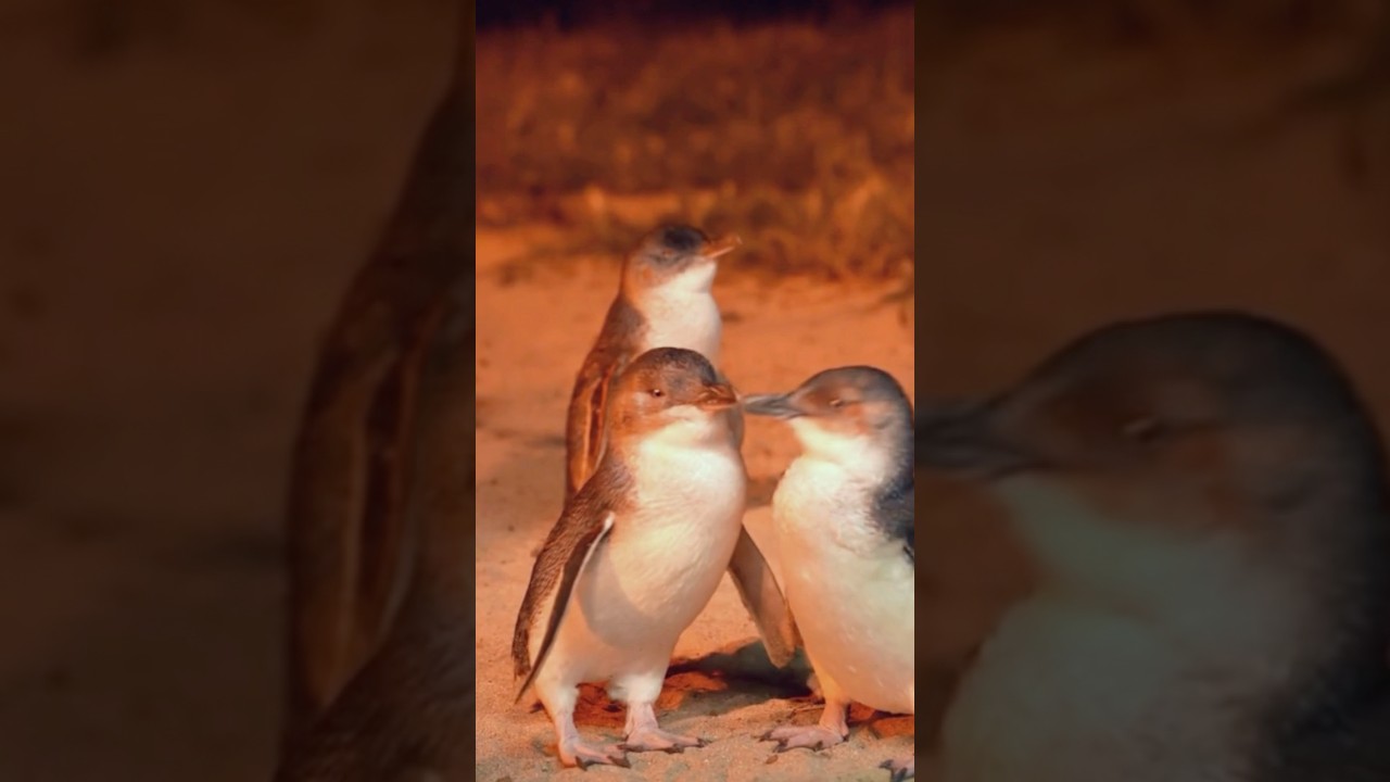 YouTube Short thumbnail