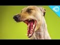 Why Do Dogs Yawn