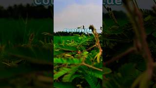 Download lagu Countryside #nature #pemandanganbagus #villagelife #pemandanganpegunungan #panoramaalam #alam mp3