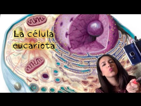 La Célula Eucariota - La célula animal y vegetal. Los orgánulos. Bio[ESO]sfera - BIOLOGÍA