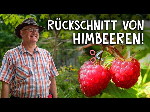 , title : 'Himbeeren schneiden & pflegen im Frühjahr und Herbst! 🍇 - Der Rückschnitt einfach erklärt'