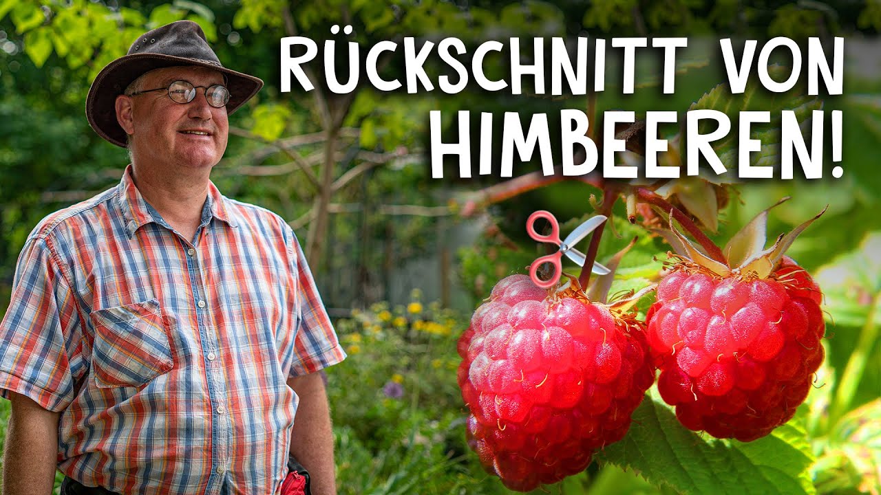 Rückschnitte Video 2