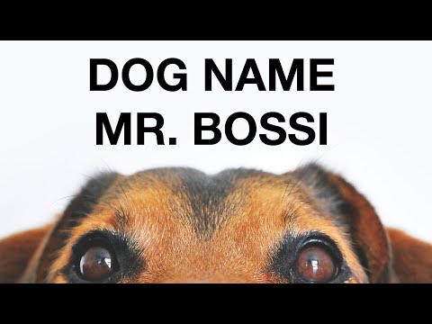 DOG NAME MR BOSSI    | Book summary | Audiobook Academy