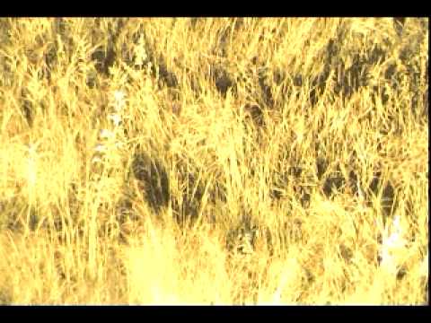 Serval at Djuma - April 15, 2012