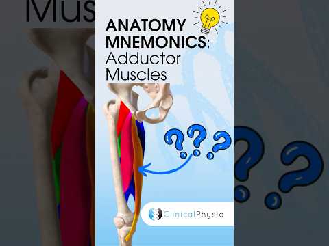 Adductor Muscles Anatomy Mnemonic #anatomy #mnemonics