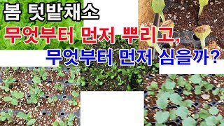 봄 텃밭 채소 무엇부터 먼저 뿌리고, 무엇부터 먼저 심을까?(채소 재배, 채소 파종, 채소 파종시기, 작물별…
