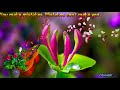 Good Morning Video Beautiful Leaves