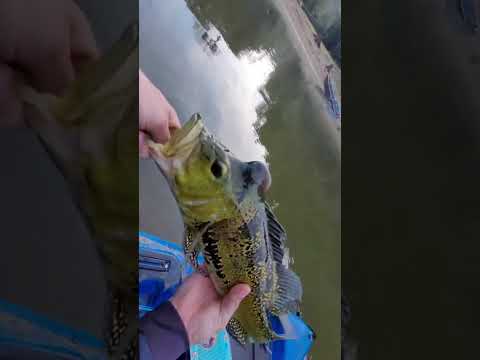 6° Torneio Paulista de Caiaque GKF, AJ JIGS, Competidor DIEGO #tucunare #pescaria #fishing #pesca