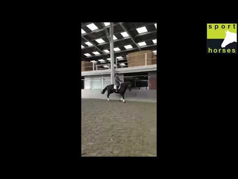 KWPN | Bon Bravour | Warkant