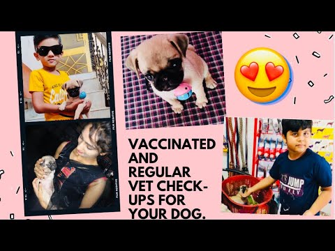 What Happens if your Puppy is not Vaccinated And Regular Vet Check-Ups for Your Dog. BholaShola