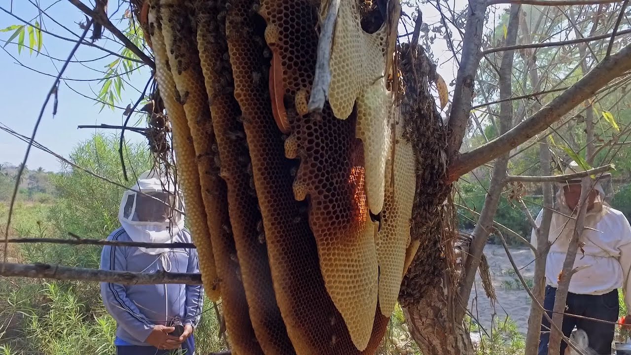 Huge honeycomb. Rescuing Bees