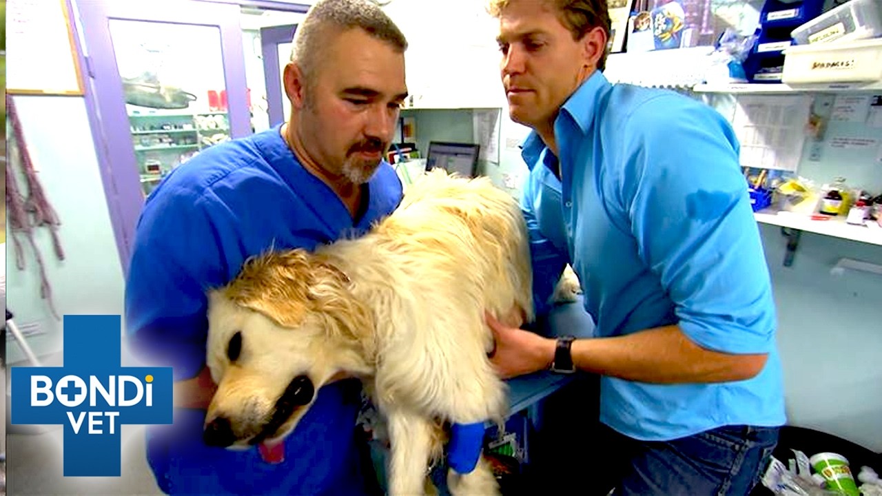 Limping Pup Needs Surgery to Save His Leg | Bondi Vet S2 Double Episode