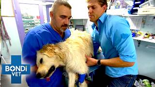 Limping Pup Needs Surgery to Save His Leg | Bondi Vet S2 Double Episode