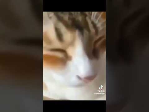 31fa64c700eb15ffdc060ae190140a5c