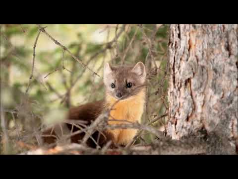 Doninha [Menor Mamífero Carnívoro Vivo] - Mustela Nivalis
