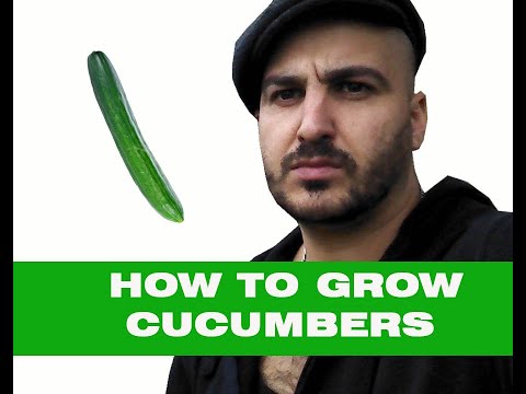 , title : 'How to grow Cucumbers Outside or in a Greenhouse'