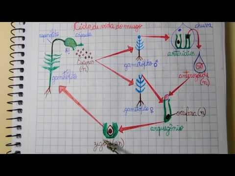 Moss Life Cycle (Plants) | Angelo Vieira
