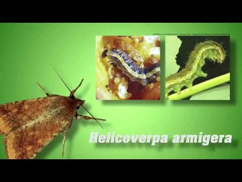 Insecticide biologice - partea a 2a