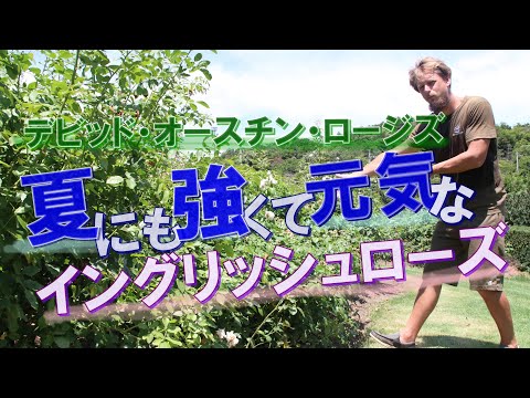 イングリッシュローズ「エイブラハム・ダービー」 植物
