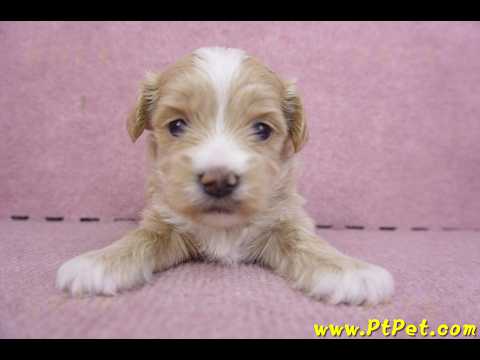 01/30馬爾泰迪公幼犬2號