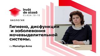  Гигиена, дисфункции и заболевания мочевыделительной системы