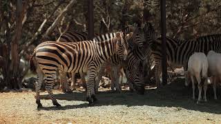 WILDLIFE RANCH RHP TESTIMONIAL