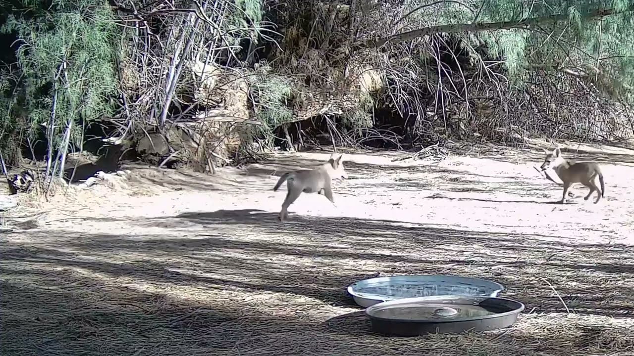 S3E24: Coyote pup playtime...with a stick