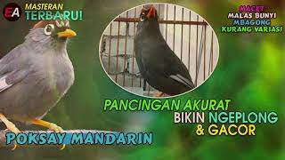 Download lagu PANCINGAN 1 JAM POKSAY MANDARIN AGAR CEPAT NGEPLONG mp3