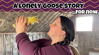 RAISING A SINGLE GOSLING | 1 BIG reason why you don't help a hatching bird - CANDLING the 2nd clutch