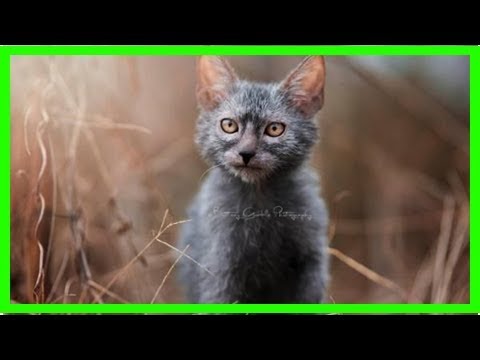 What is a lykoi or werewolf cat?