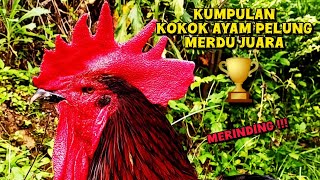Download lagu KUMPULAN KOKOK AYAM PELUNG MERDU | KHAS CIANJUR | PLASMA NUTFAH INDONESIA mp3 Download lagu KUMPULAN KOKOK AYAM PELUNG MERDU | KHAS CIANJUR | PLASMA NUTFAH INDONESIA mp3