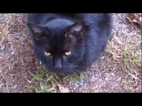 This is My Cat.  This is My Cat on Catnip......Any Questions?