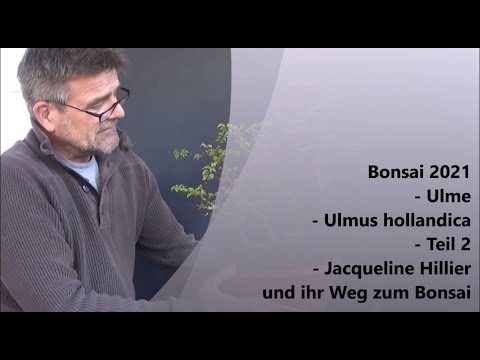Bonsai 2021-32 - Ulme - Ulmus hollandica - Teil 2 - Jacqueline Hillier und ihr Weg zum Bonsai