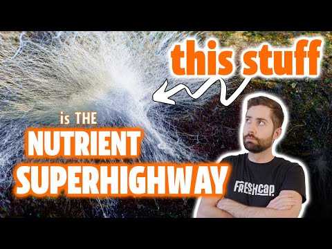 The Incredible Underground Mushroom Networks