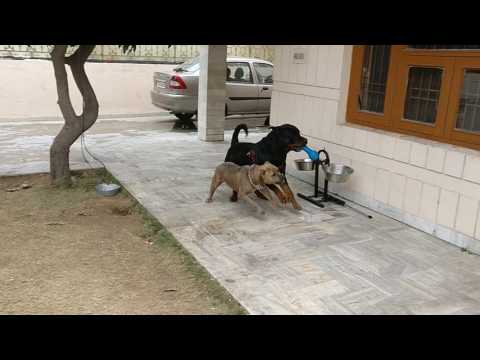 ROTTWEILER vs PITBULL... temperaments FLARING!!!!!!!
