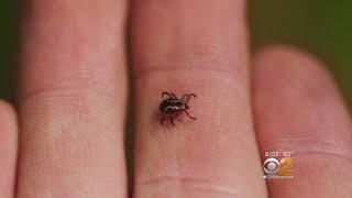 Tick Project Aims To Reduce Pest Population