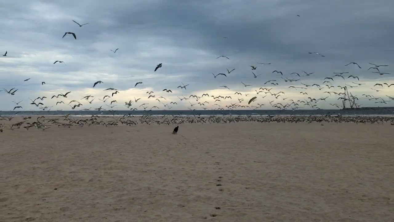 Watch Video