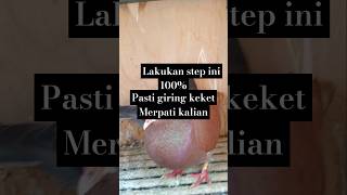 Download lagu Tutorial Menggiringkan Merpati ??? Di jamin 100% giring Keket #merpati #shorts #jigears mp3 Download lagu Tutorial Menggiringkan Merpati ??? Di jamin 100% giring Keket #merpati #shorts #jigears mp3