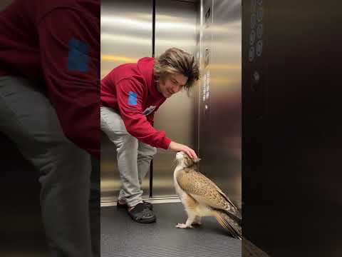 Мявл заходит в лифт 🤯