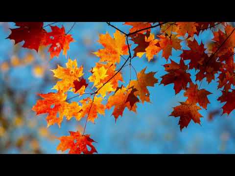 GIULIANA FERRABOLI - Ottobre (G. Ferraboli)