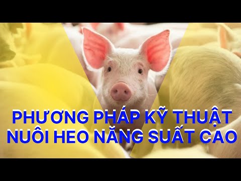 , title : 'Kỹ thuật chăn nuôi Heo (Lợn) | Chia sẻ chi tiết kiến thức về nuôi heo | Kỹ Thuật Chăn Nuôi TV'