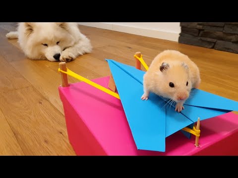 NEVER TRUST your pet HAMSTER when it's hungry!