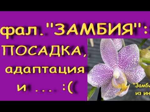 ОРХИДЕЯ Ph."Zambia":ХОЛИЛА,лелеяла,и - НА ТЕБЕ!Посадка,состояние через полтора месяца.