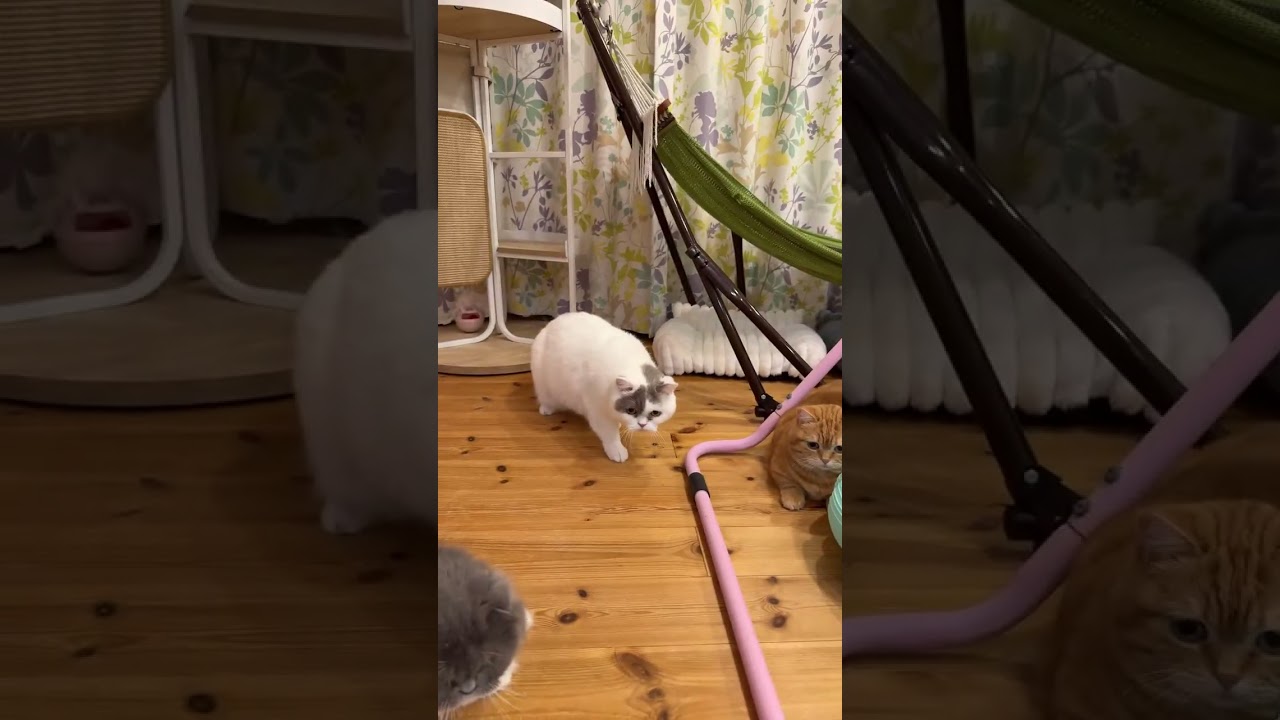 2026.3.7俊敏🐈ライブ ハイライト