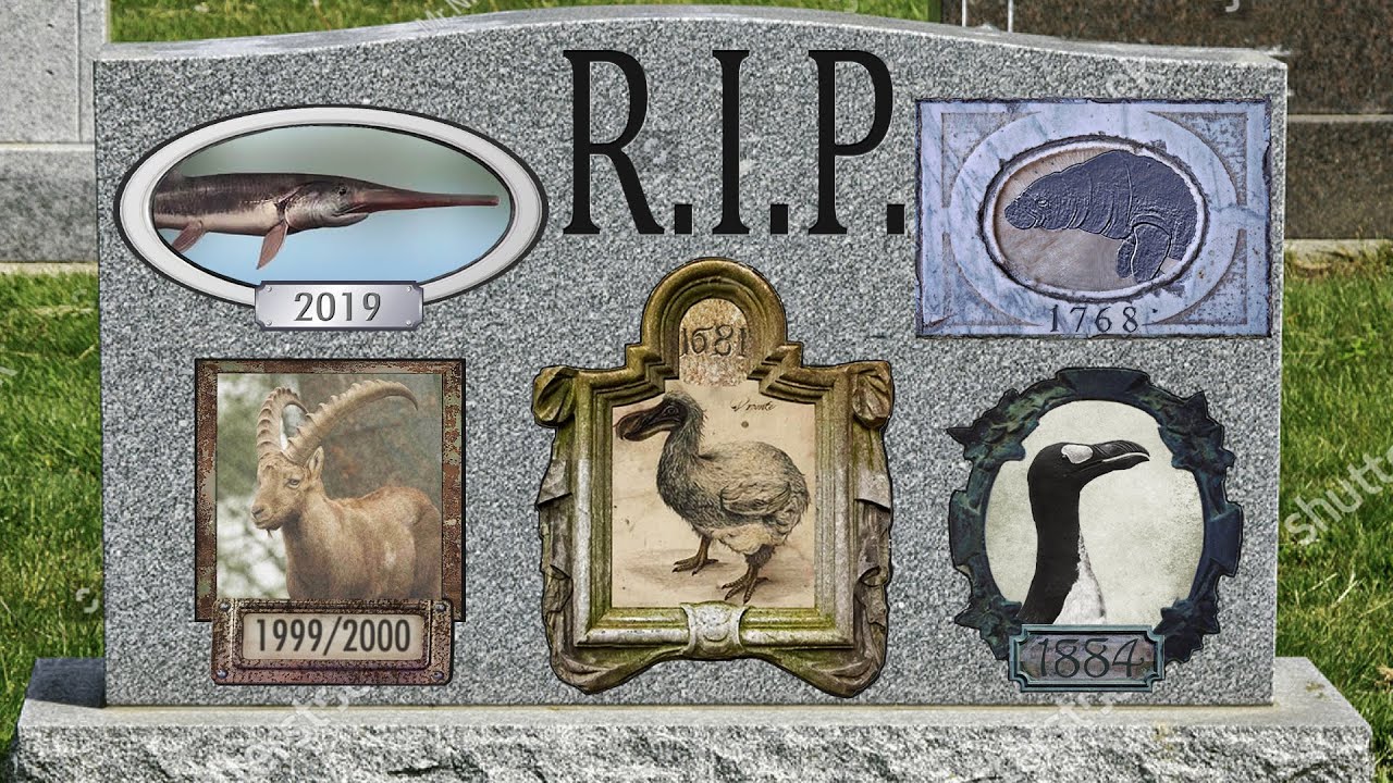 5 ESPÉCIES EXTINTAS PELO SER HUMANO Parte 1 (#Pirula 366)