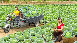 Use Truck To Harvesting Tons Of Cabbage Goes To Market Sell | Phương Farm Life
